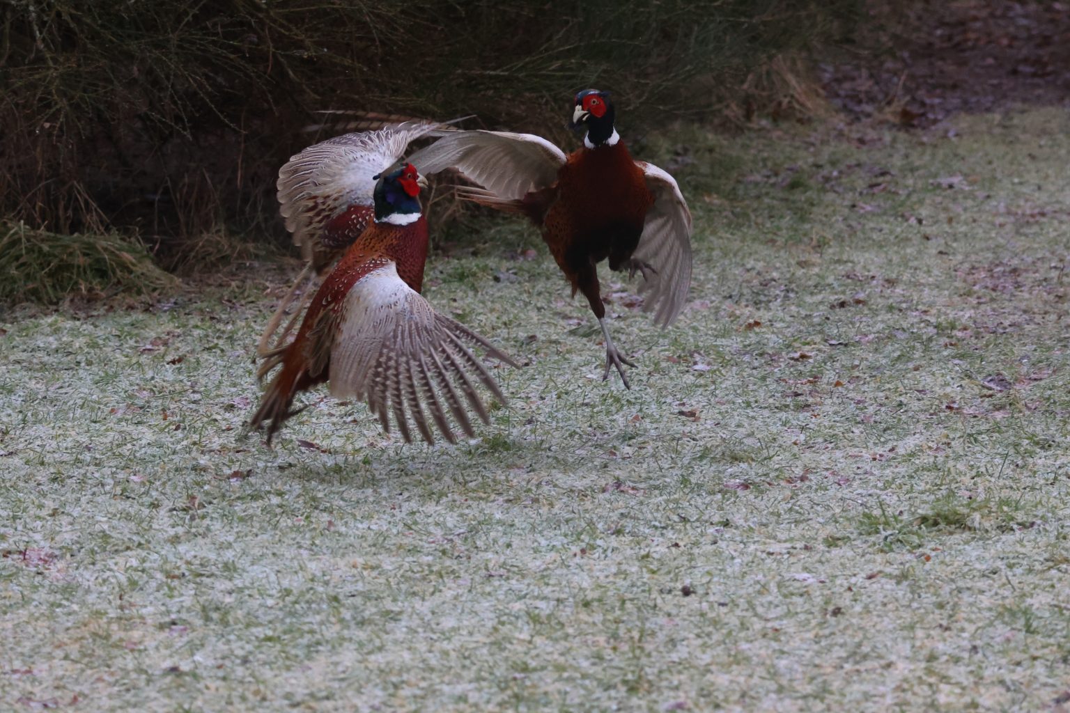 Male Pheasants fighting on a frosty morning